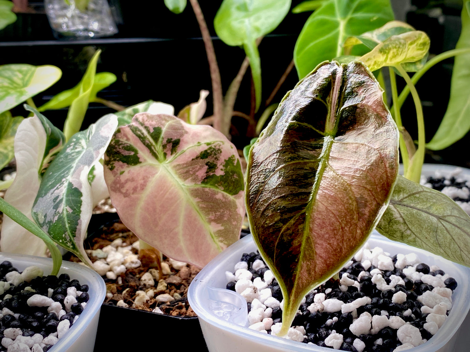 Alocasia