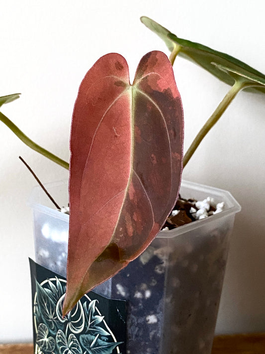 Anthurium Goliath (x self) variegated | 7 cm pot