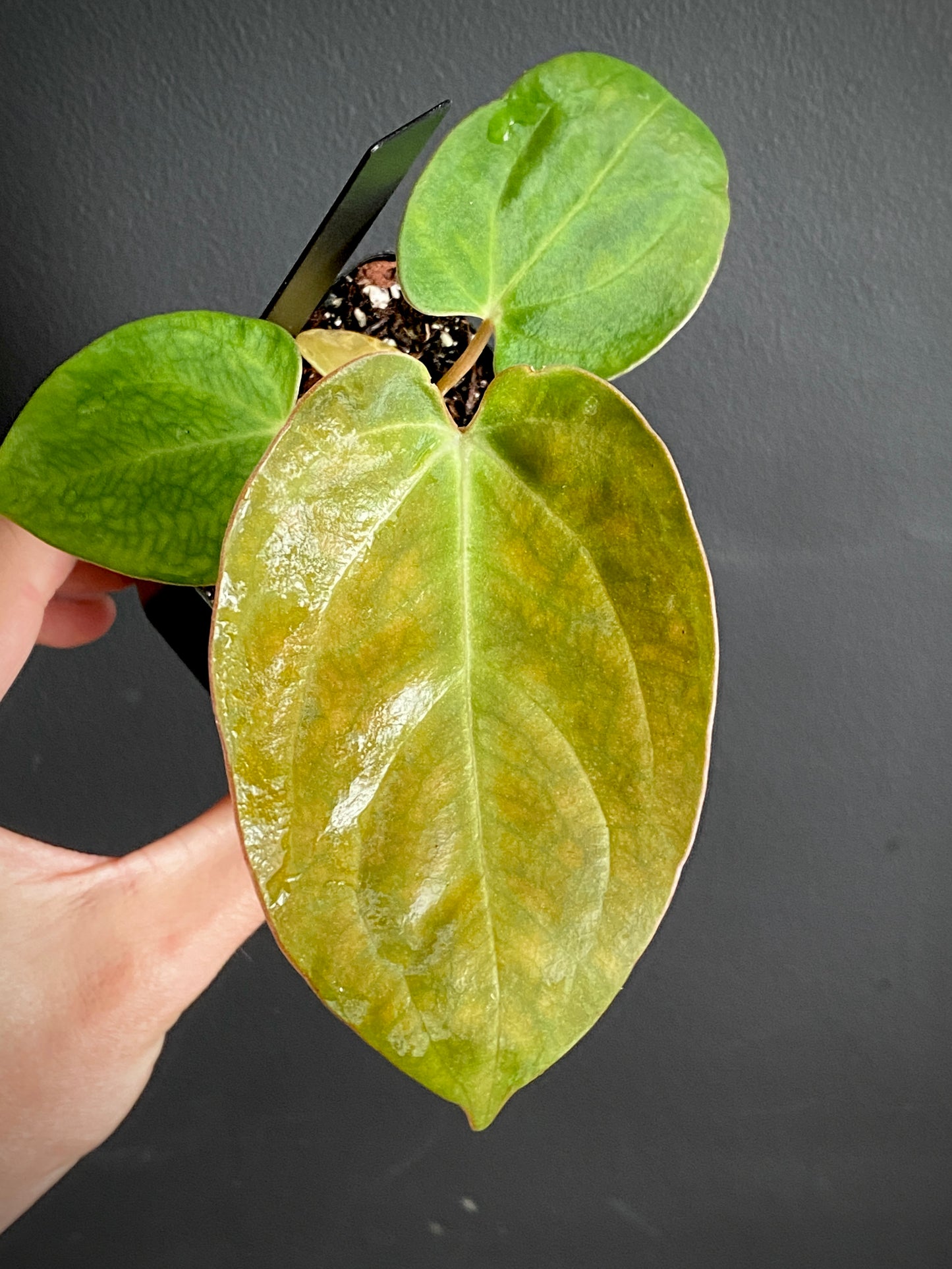 Anthurium Indo Black Widow X (Carlablackiae x Papillaminum) | 7 cm pot