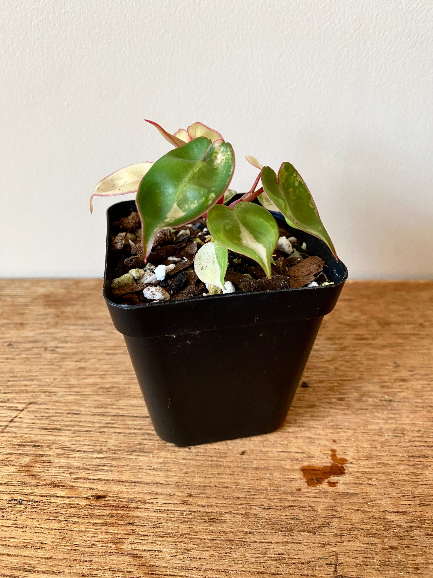 Philodendron Billietiae variegated | 7 cm pot