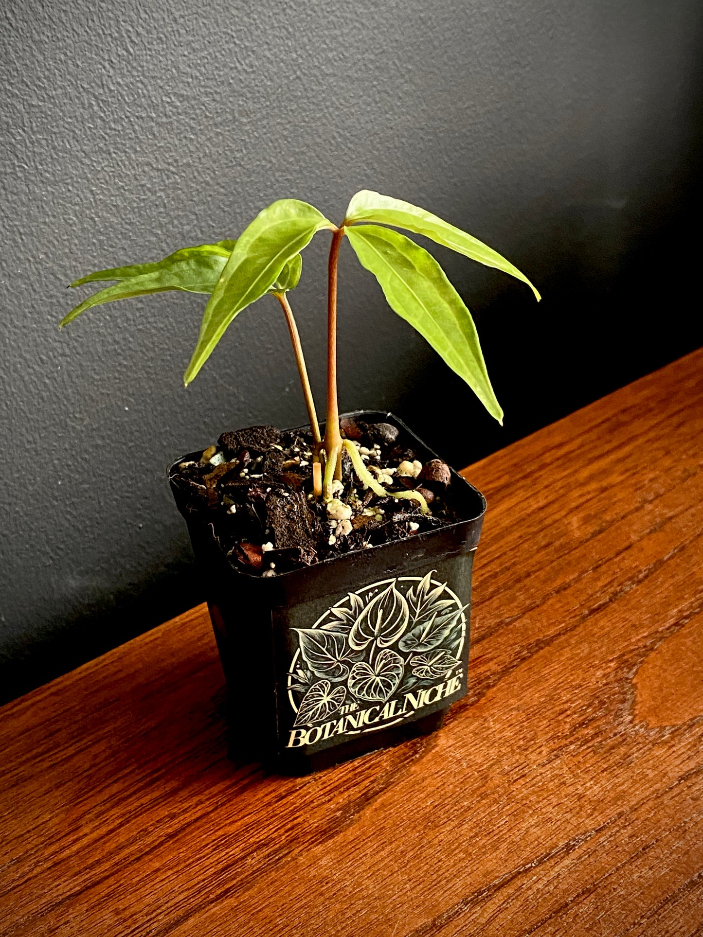 Anthurium Polyschistum | 6 cm pot