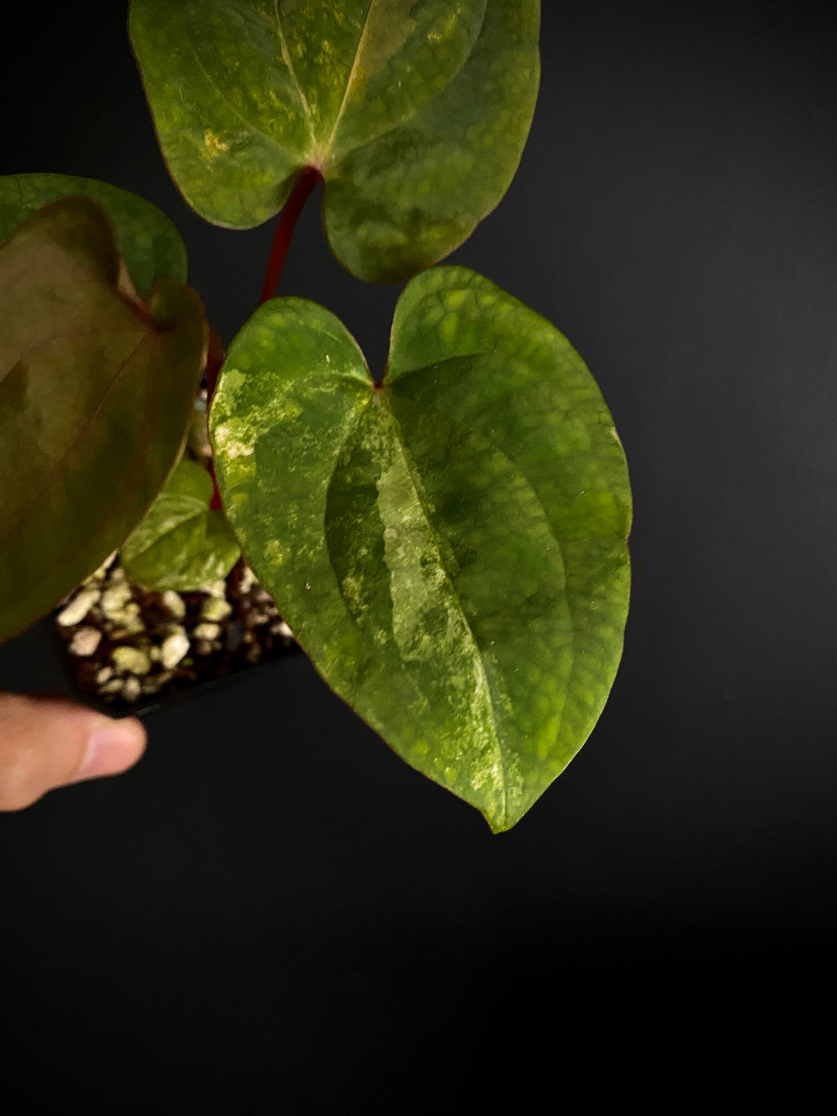 Anthurium Papillilaminum var X Guna Yala (S1) | 7 cm pot