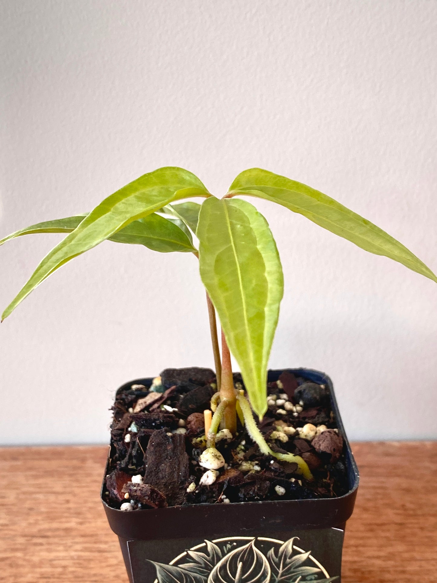 Anthurium Polyschistum | 6 cm pot