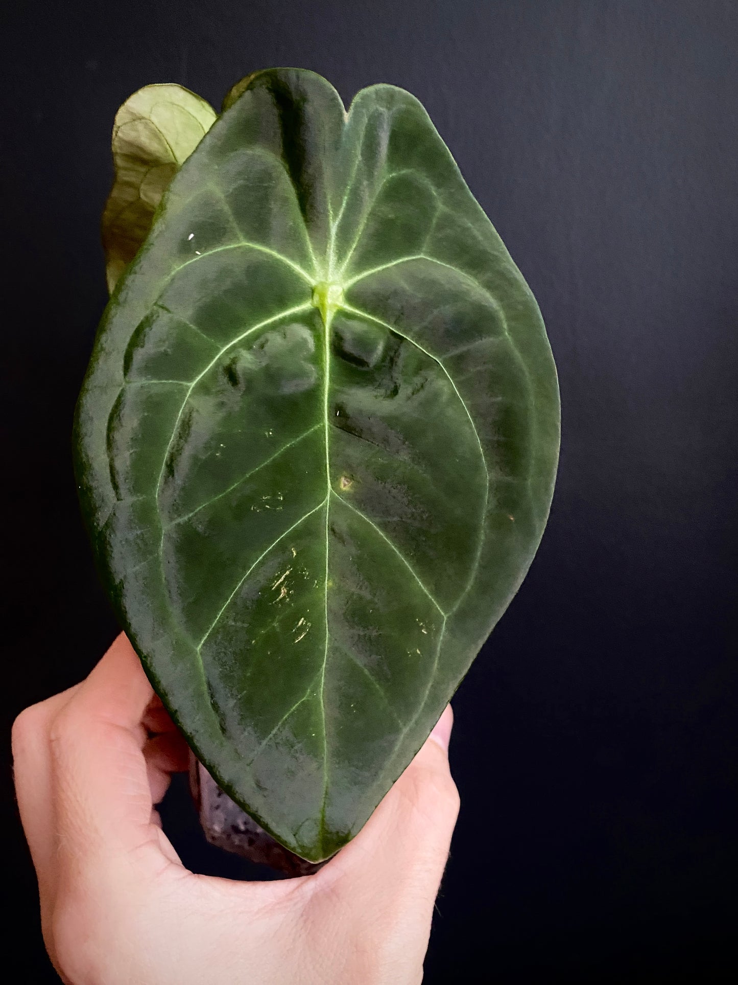 Anthurium Papillaminum X Forgetii dark form | 7 cm pot