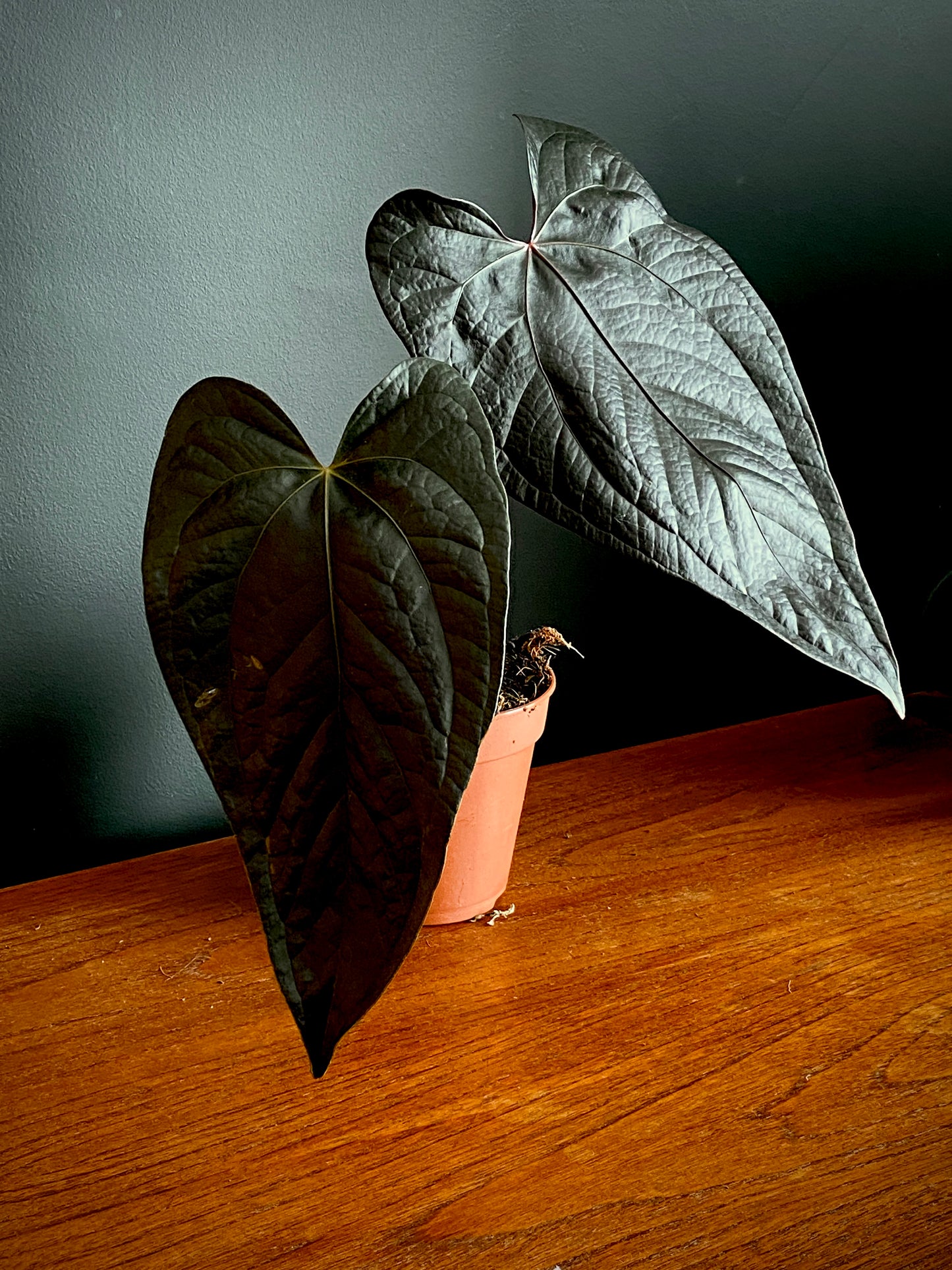 Anthurium Queen of Hearts | 12 cm pot (C)