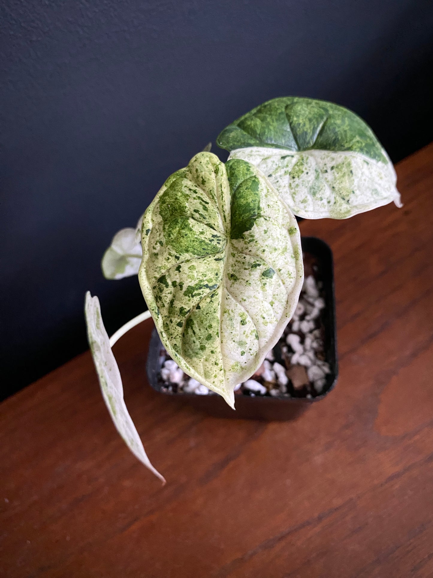 Alocasia Dragonscale Mint variegata | 7 cm pot
