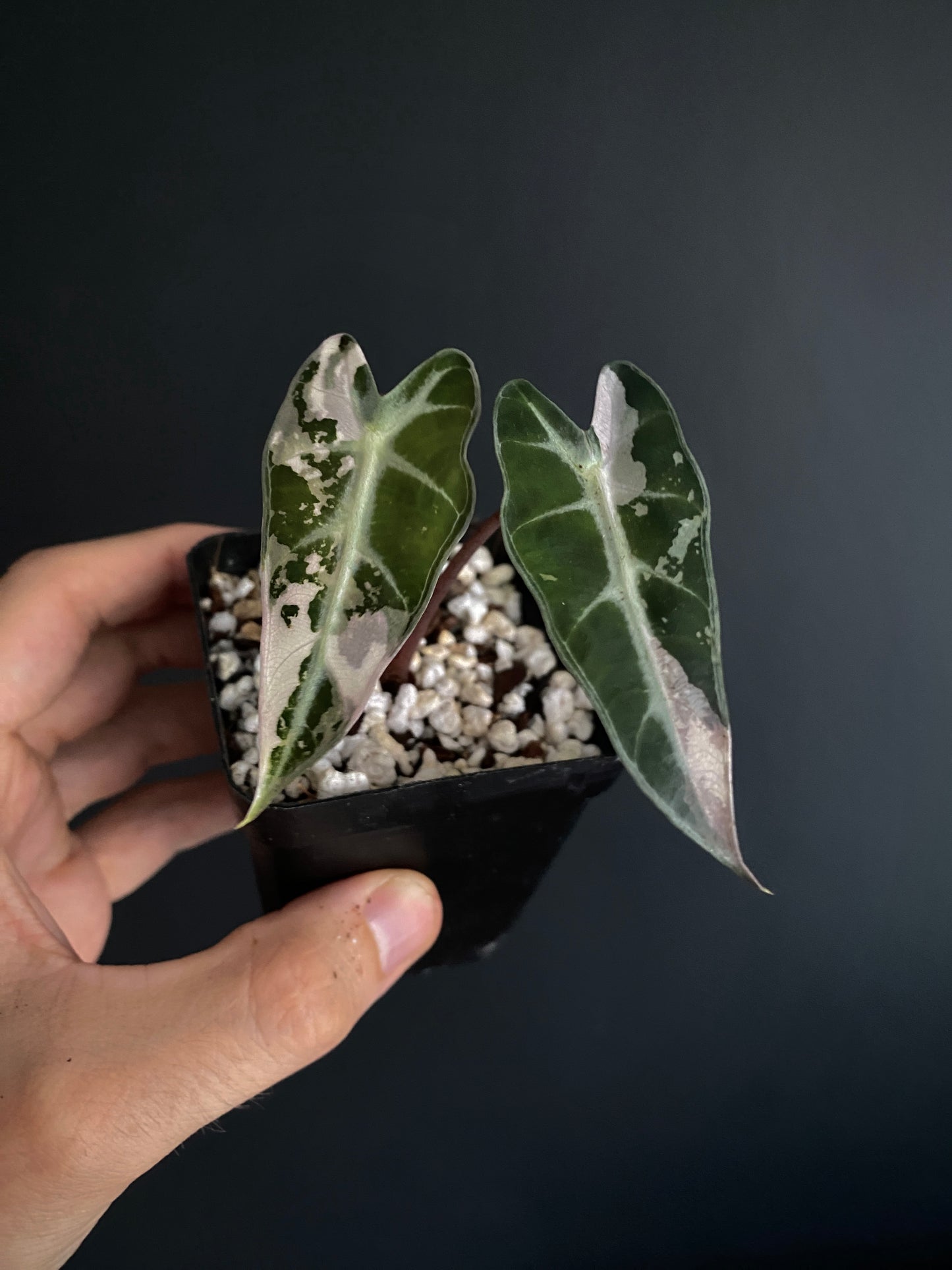 Alocasia Bambino Pink variegata | 7 cm pot