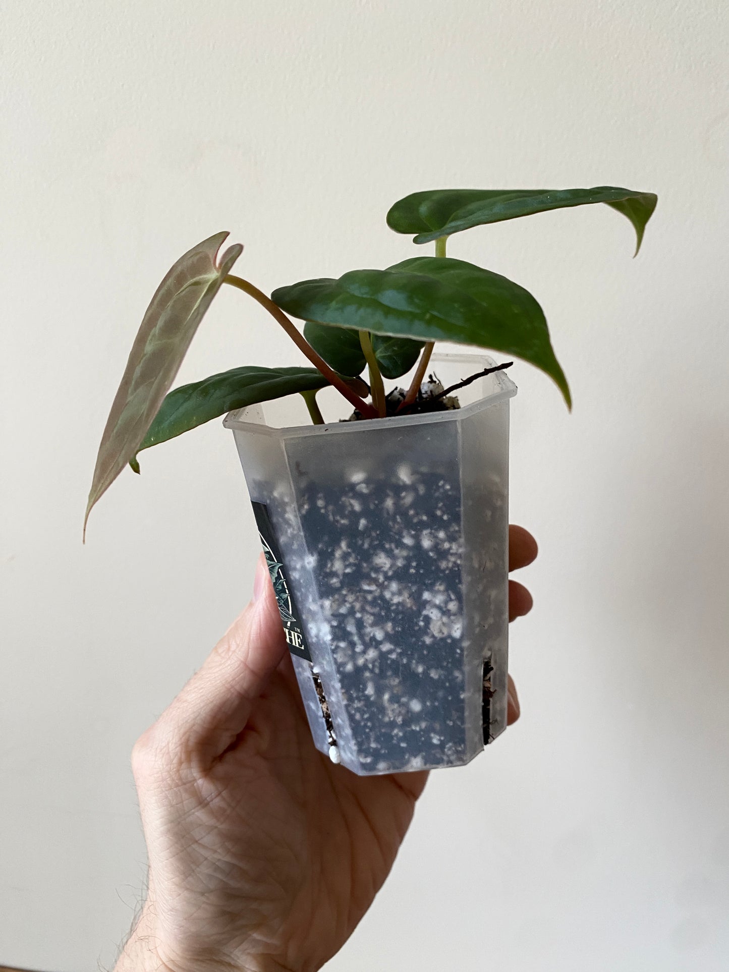 Anthurium Goliath X Papillilaminum Fort Sherman | 7 cm pot