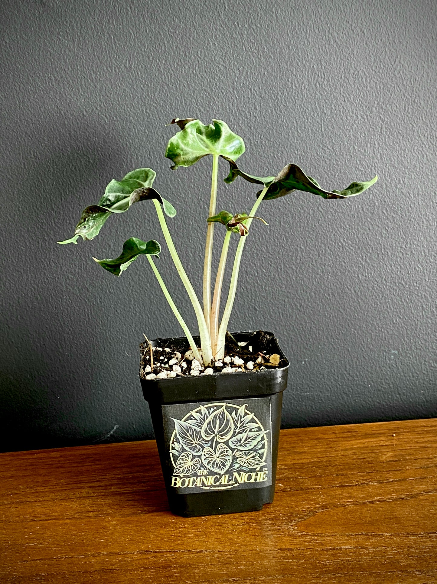 Alocasia Loco | 7 cm pot