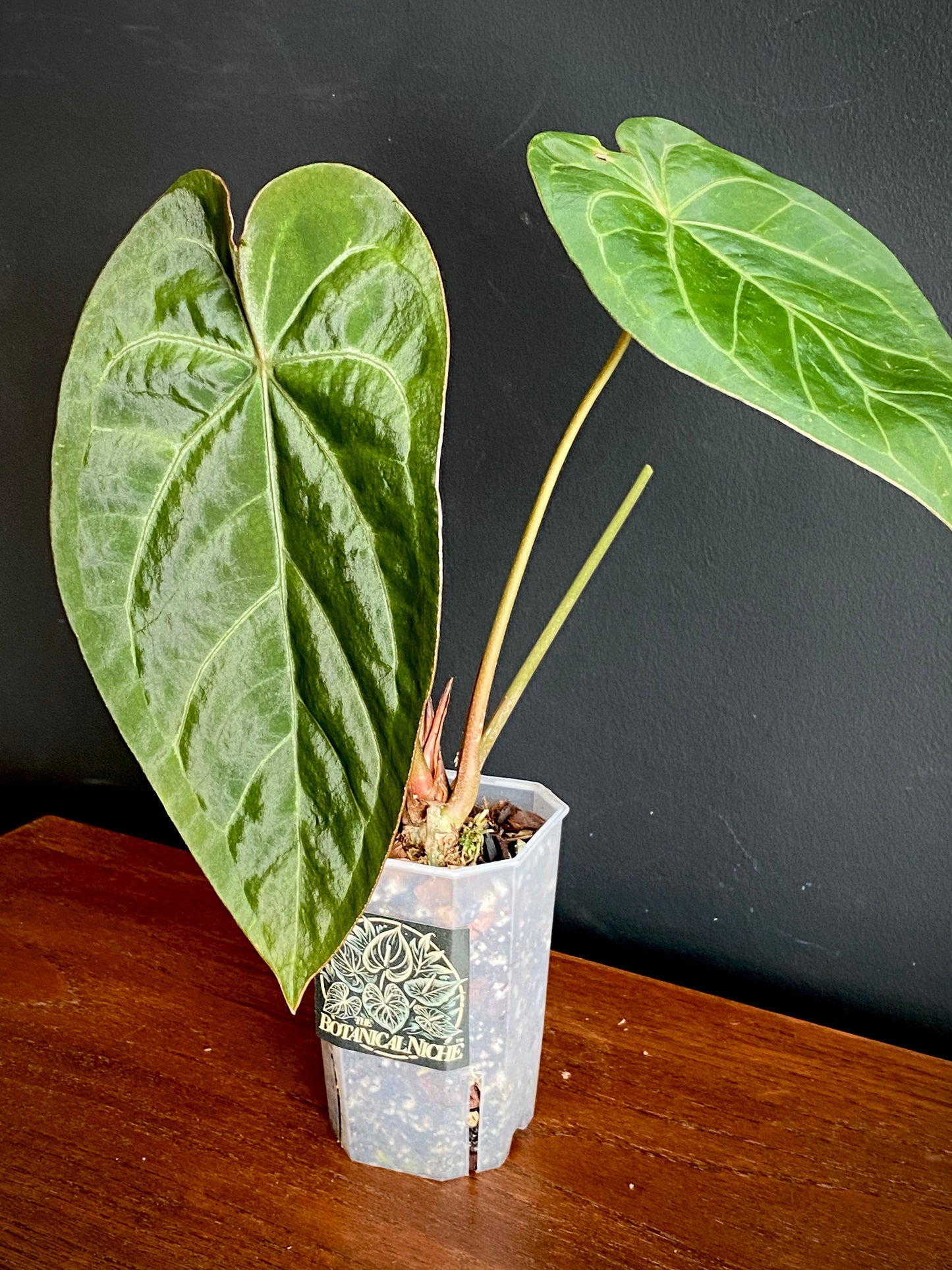Anthurium Magnificum X Forgetii | 7 cm pot