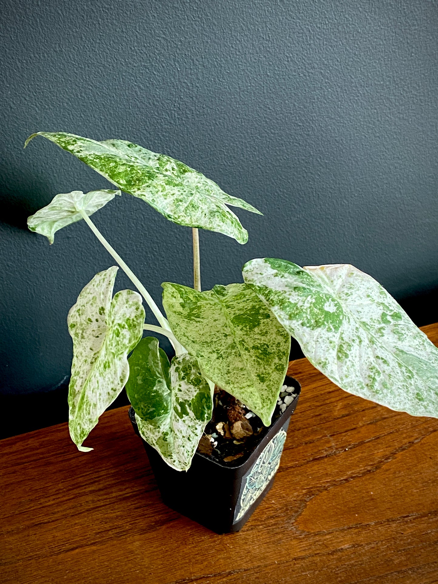 Alocasia Macrorrhizos Splash variegated | 7 cm pot