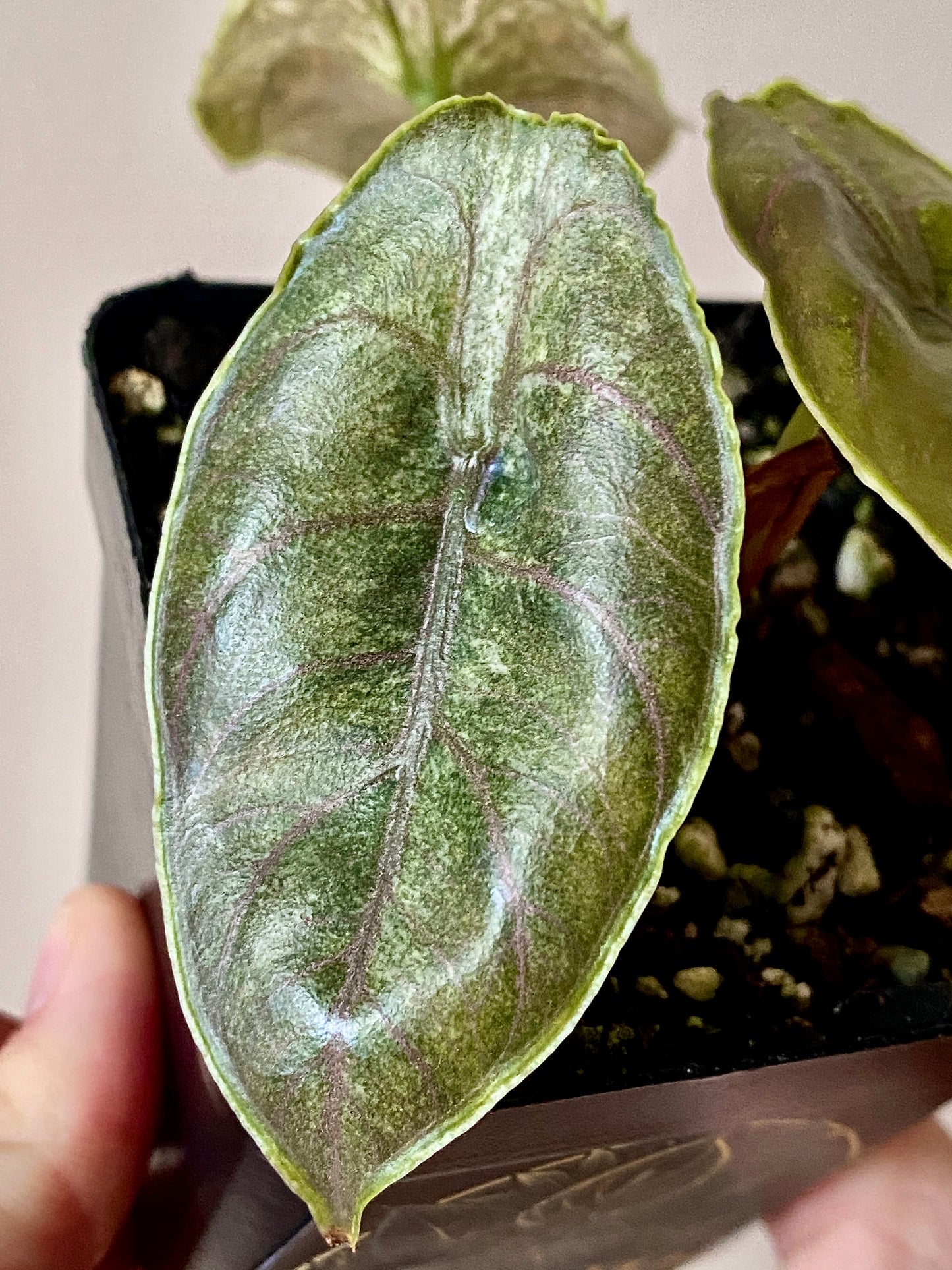 Alocasia Azlanii Mint Variegated | 7 cm pot