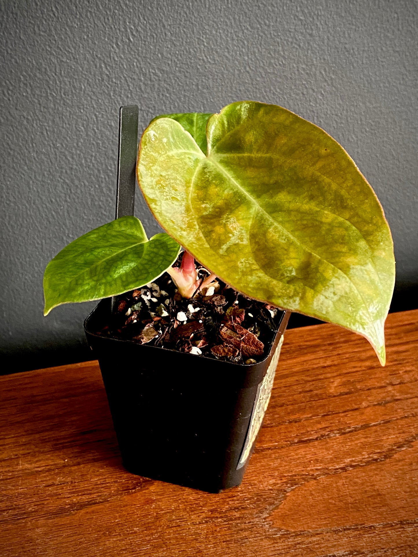 Anthurium Indo Black Widow X (Carlablackiae x Papillaminum) | 7 cm pot