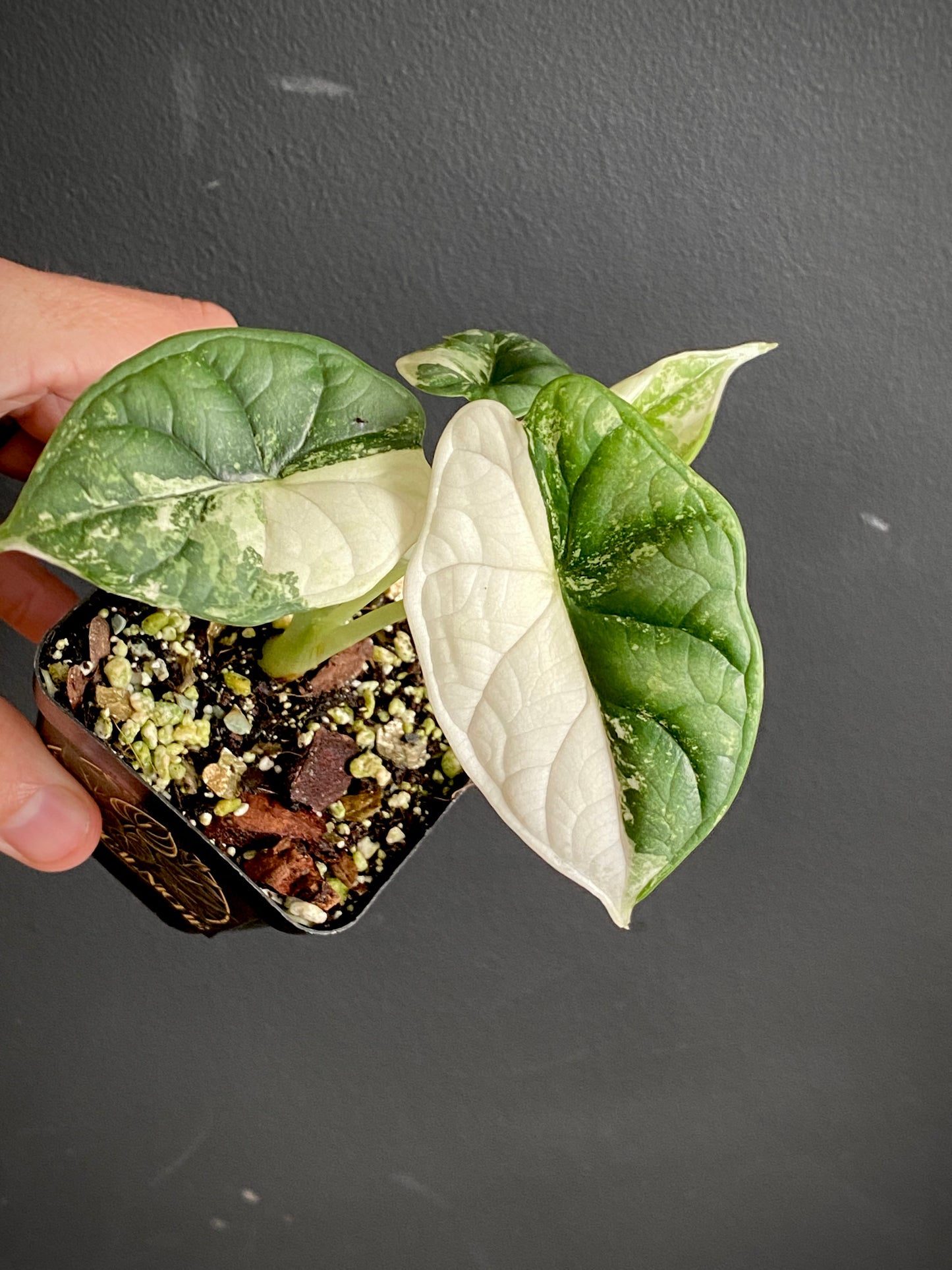 Alocasia Dragonscale Albo variegata | 7 cm pot (A)