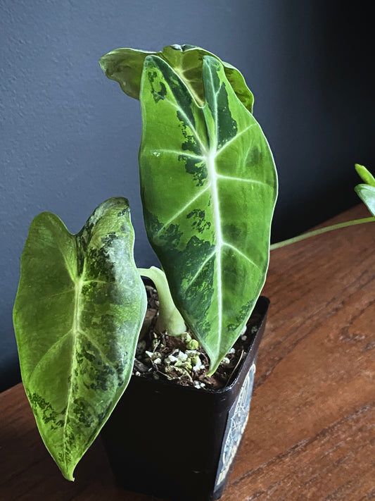 Alocasia Frydek Green-on-Green variegated | 7 cm pot