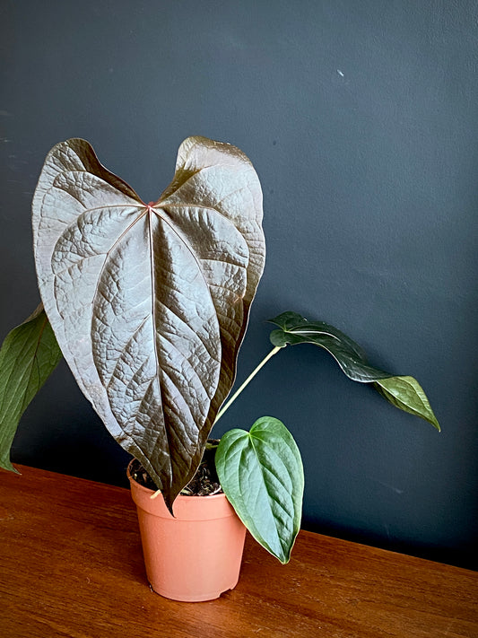 Anthurium Queen of Hearts | 12 cm pot (B)