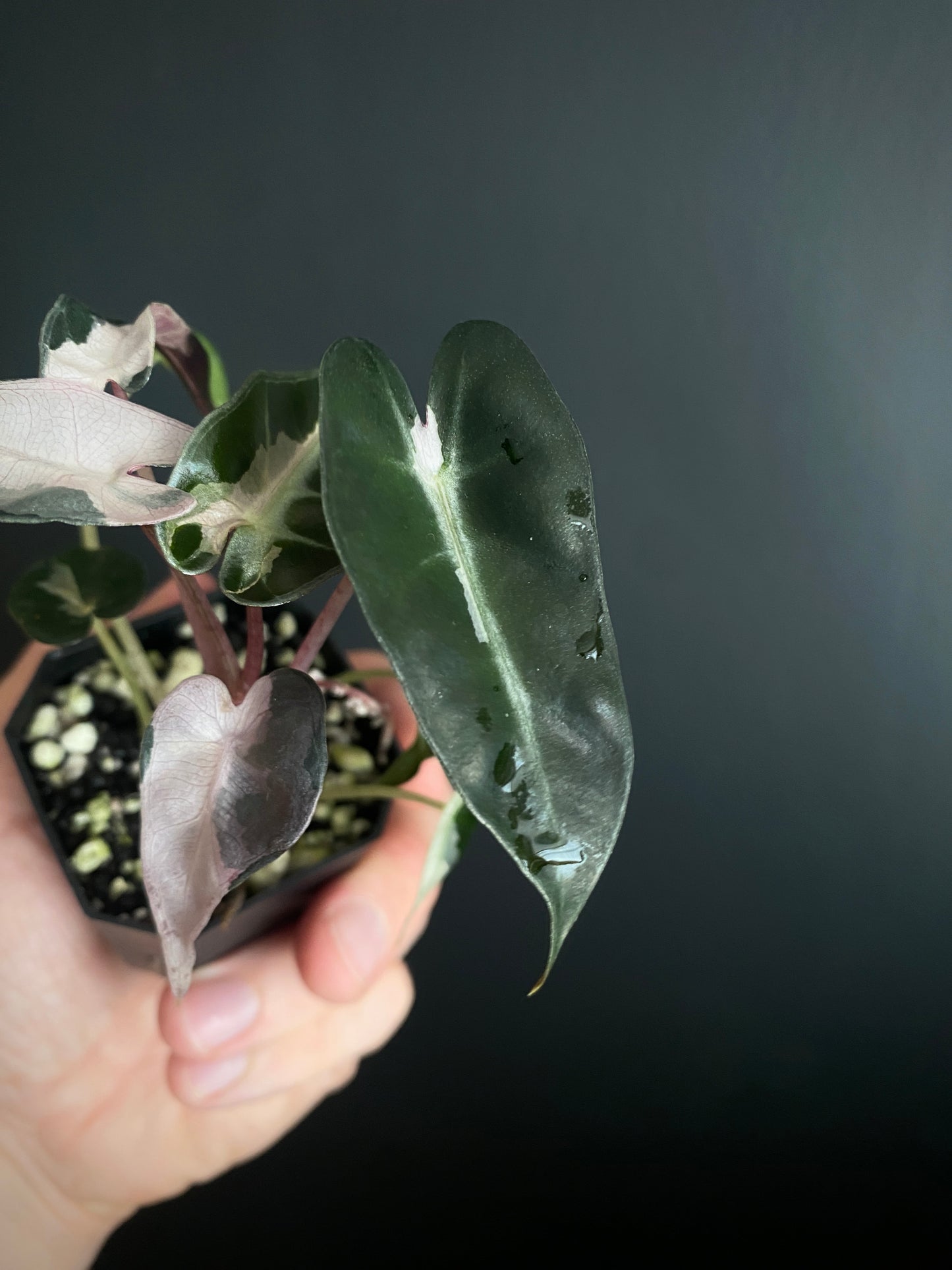 Alocasia Bambino Lava variegated | 5 cm pot
