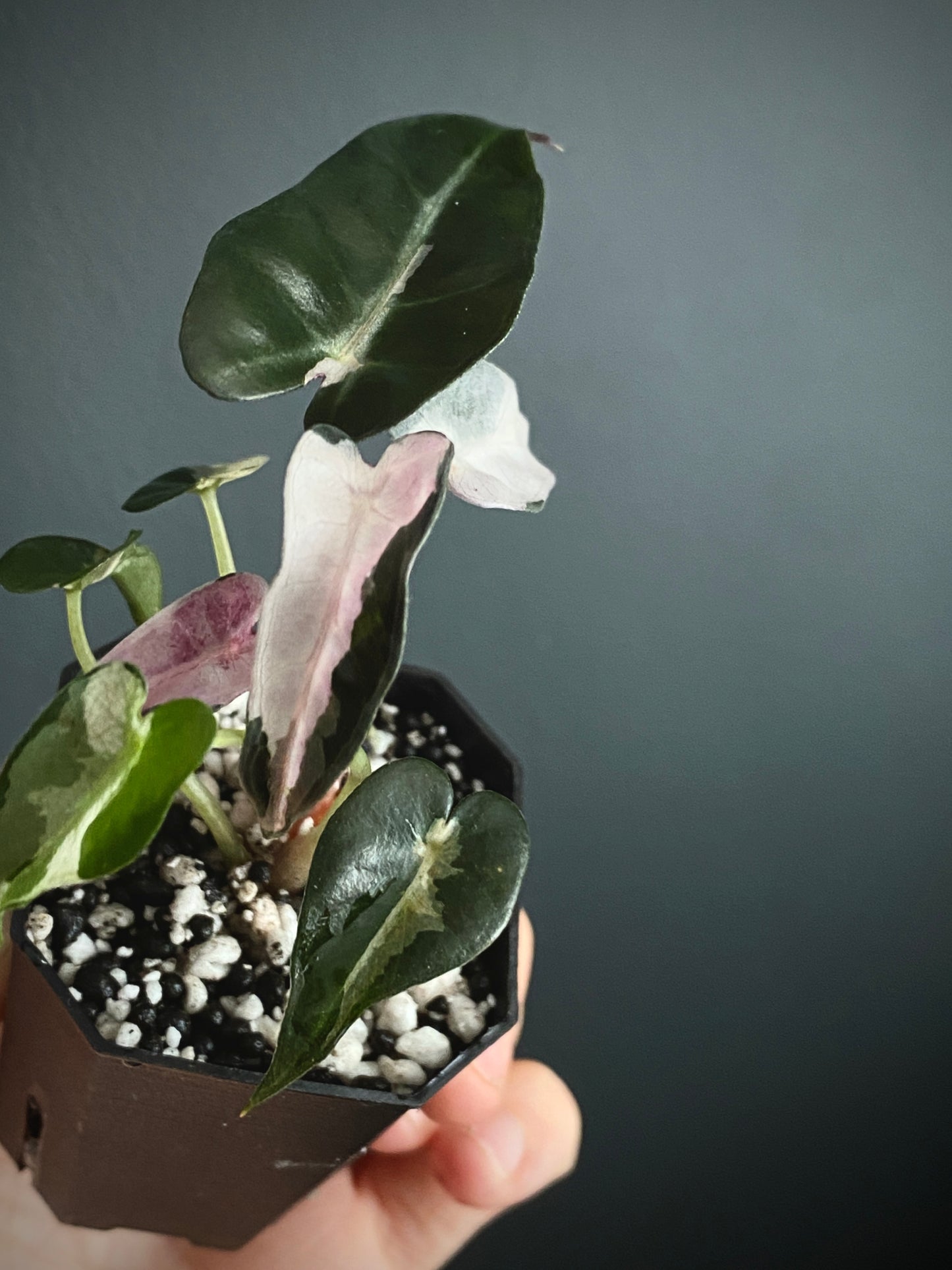 Alocasia Bambino Lava variegated | 5 cm pot