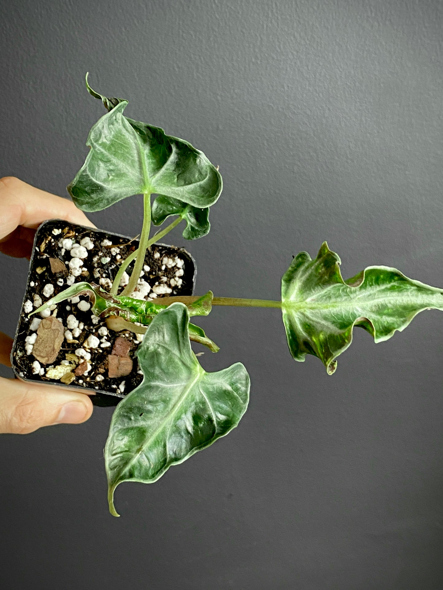 Alocasia Loco | 7 cm pot