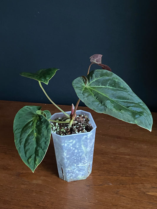 Anthurium Papillaminum Legend mutation | 9 cm pot