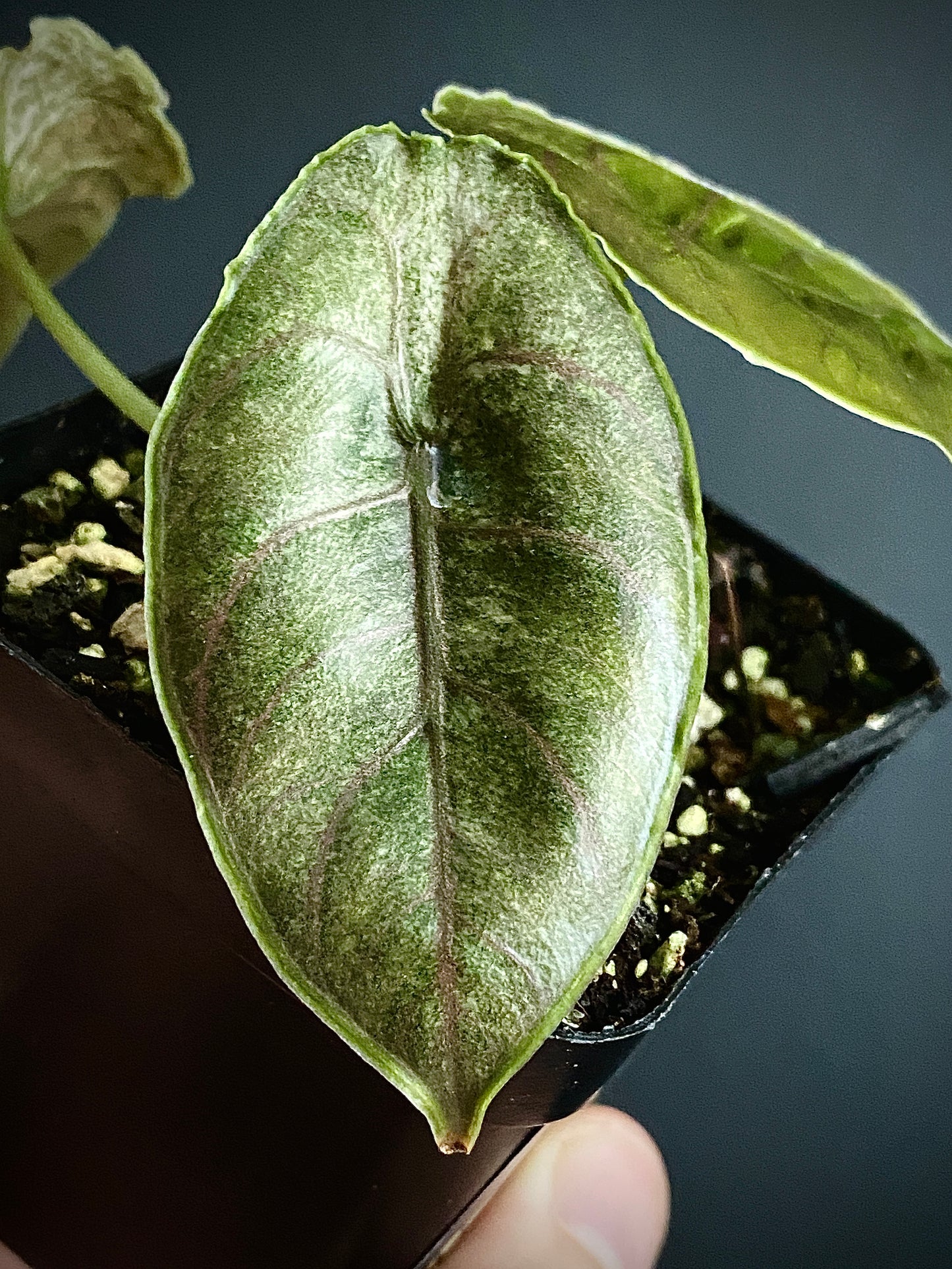Alocasia Azlanii Mint Variegated | 7 cm pot