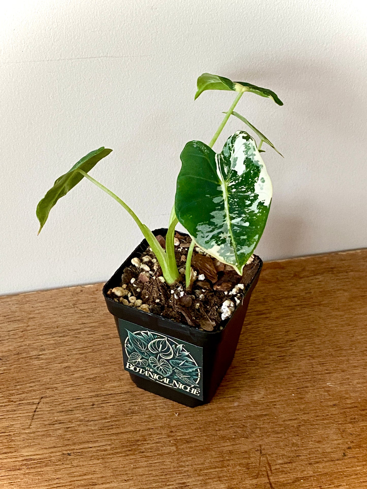 Alocasia Frydek Albo variegated | 7 cm pot
