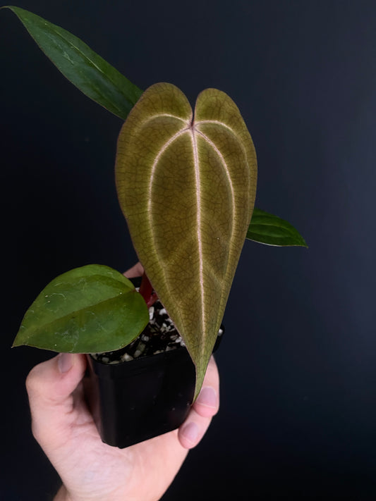 Anthurium Dark Knight X Carlablackiae | 7 cm pot