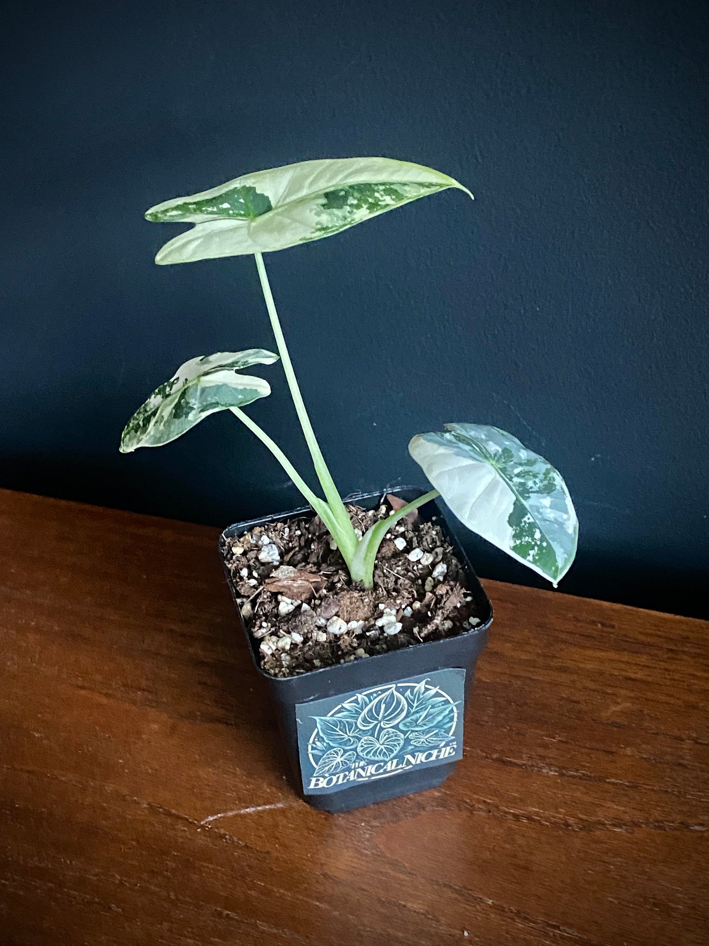 Alocasia Frydek Albo variegated | 7 cm pot