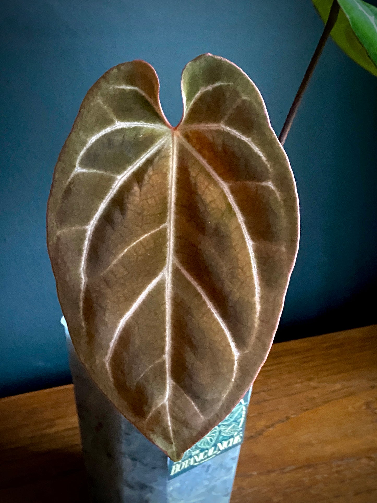 Anthurium Besseae X Magnificum | 9 cm pot