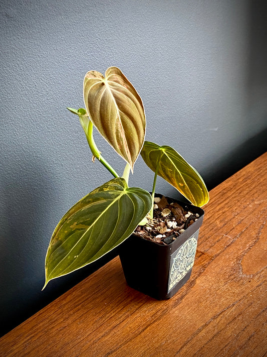 Philodendron Melanochrysum variegata | 7 cm pot (D)