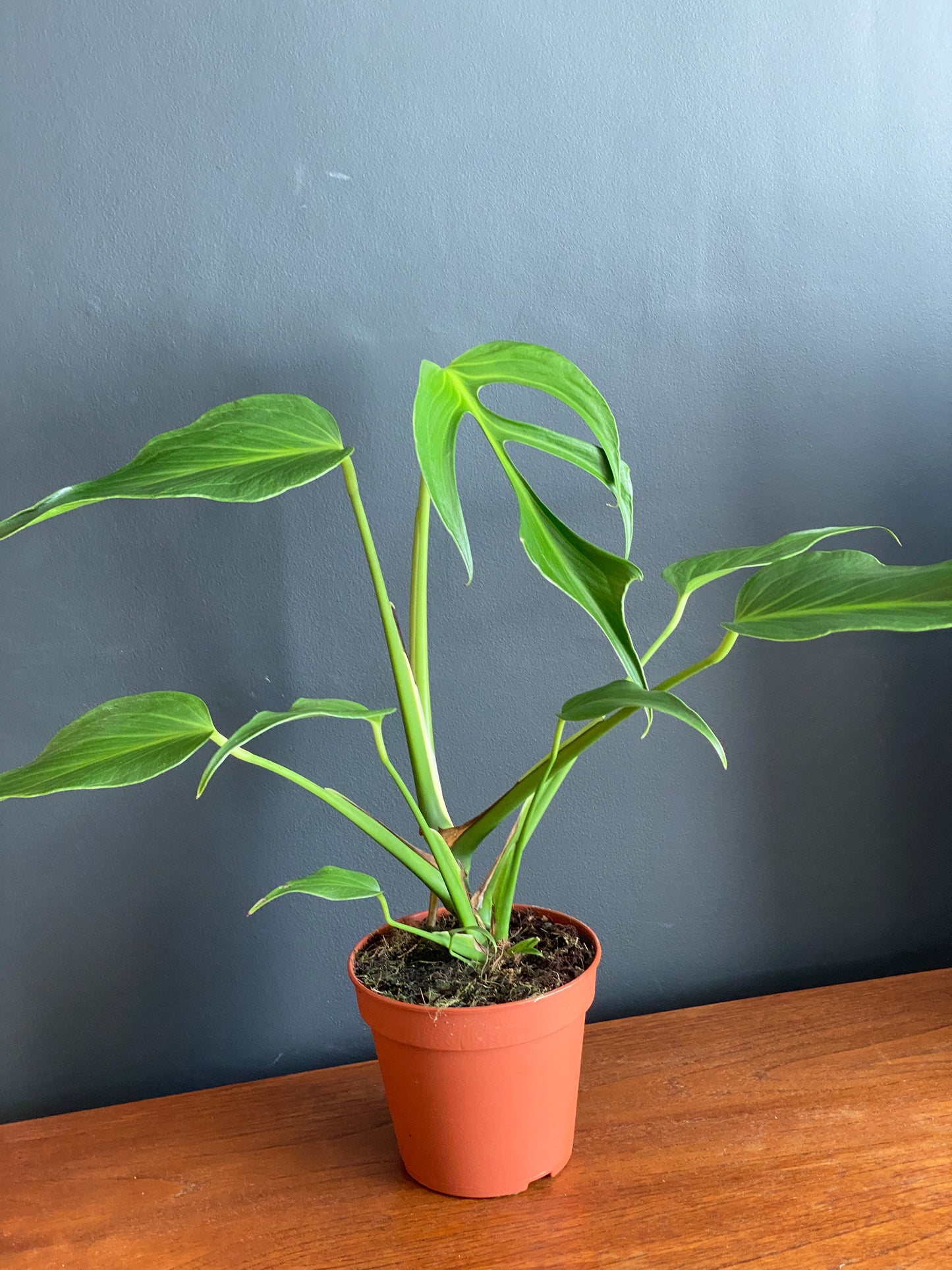 Monstera Burle Marx Flame | 15 cm pot (A)