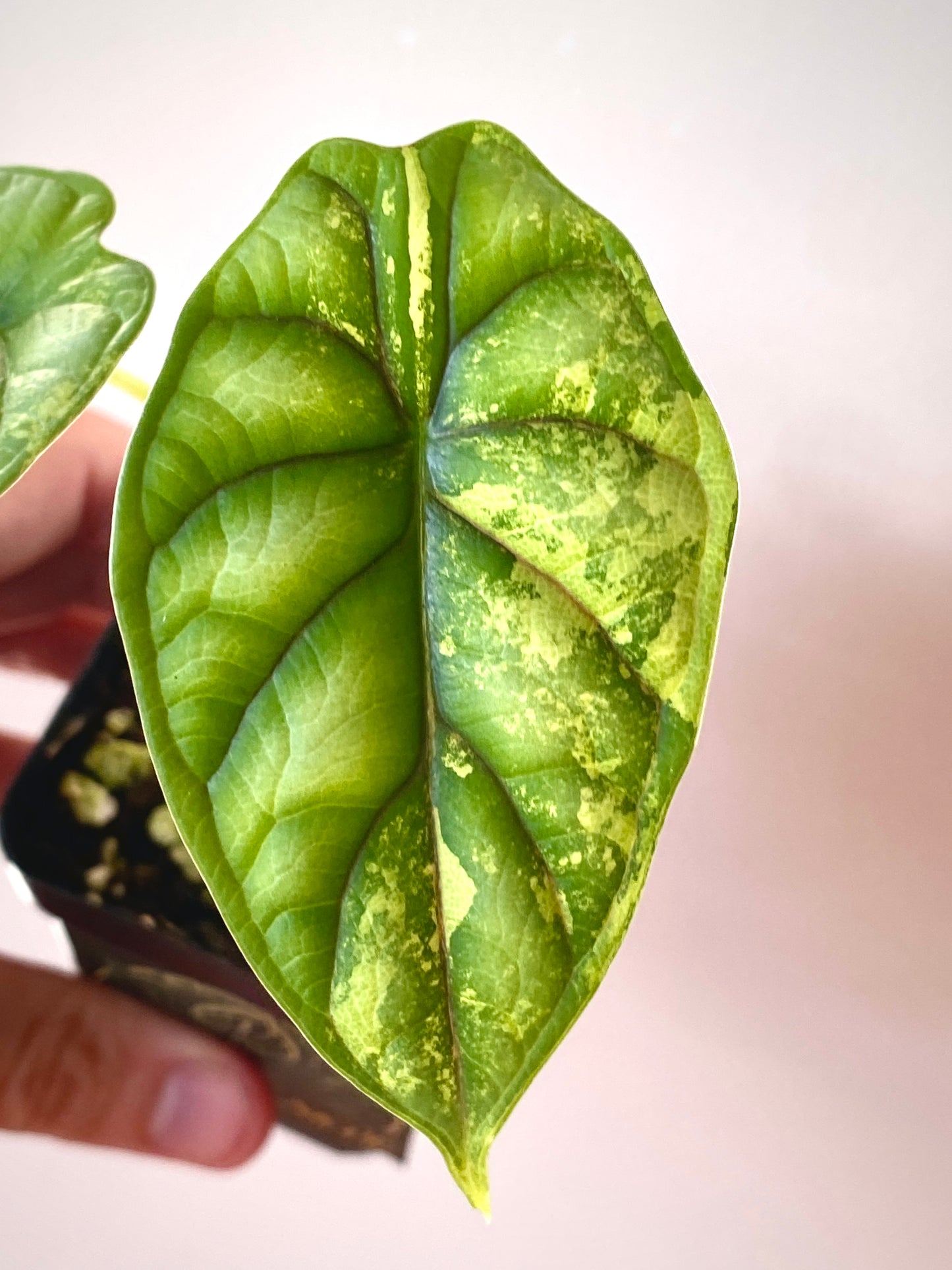 Alocasia Dragonscale Albo variegata | 7 cm pot (B)