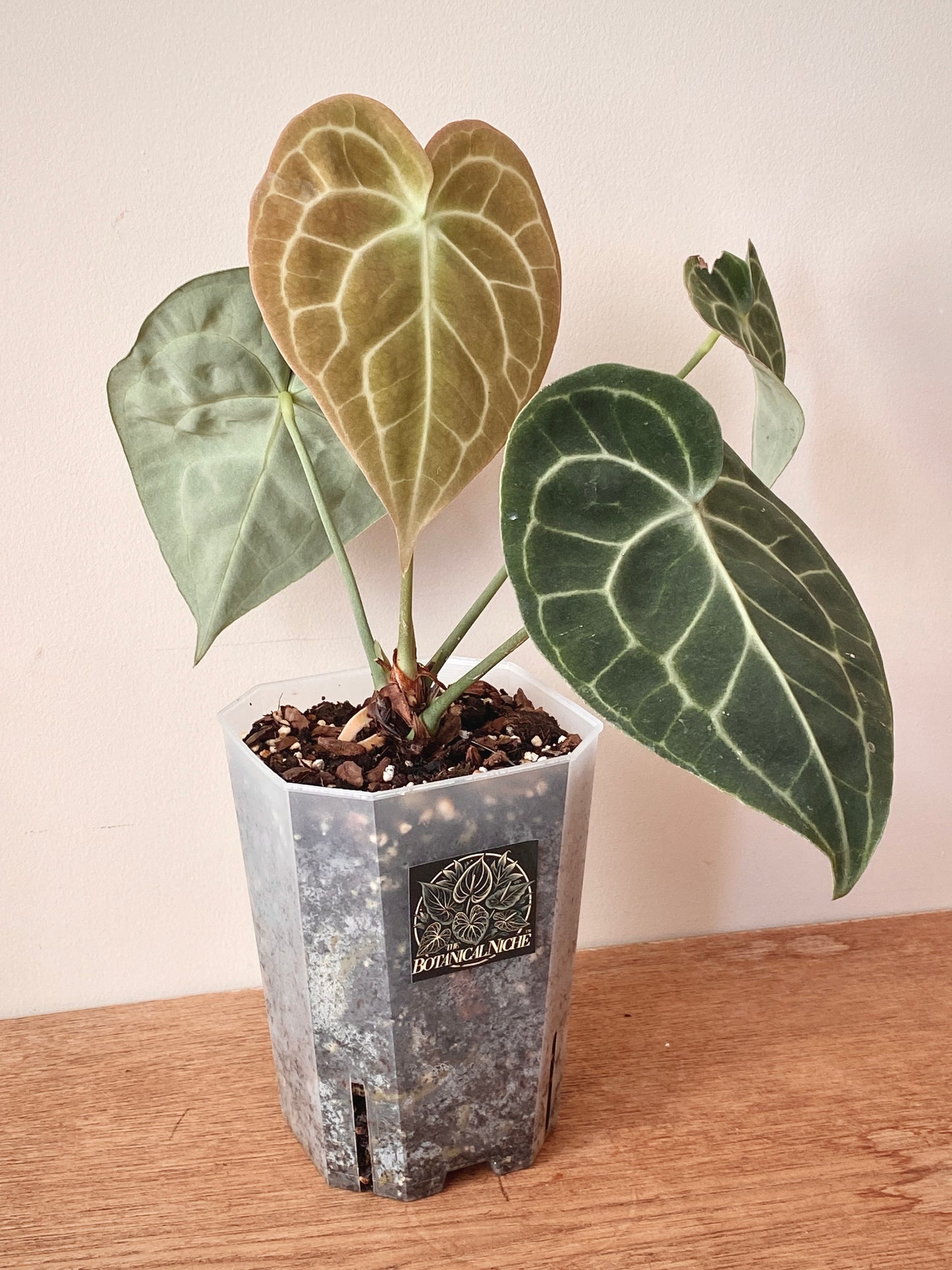 Anthurium Clarinervium | 12 cm pot