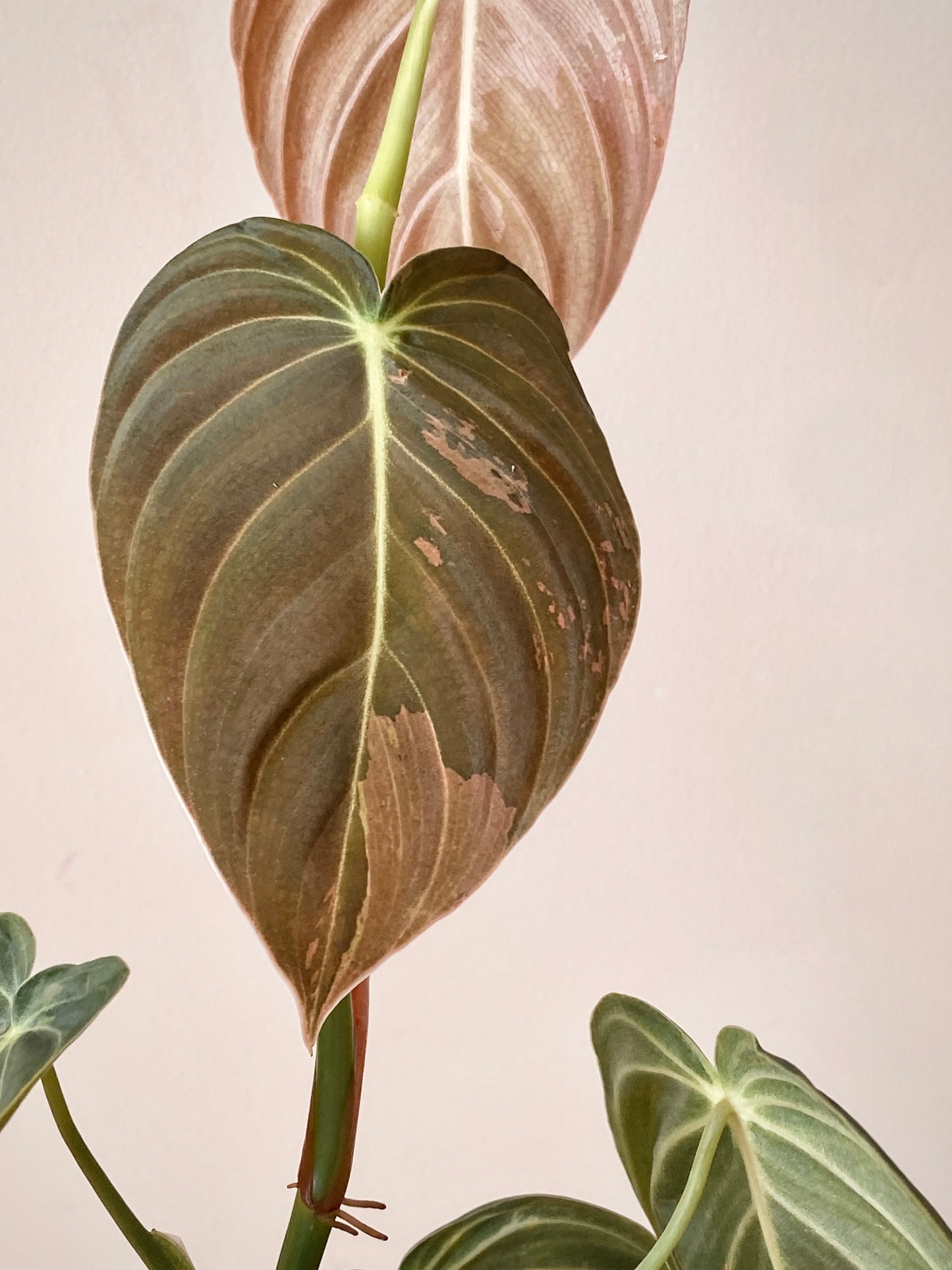 Philodendron Melanochrysum variegata | 7 cm pot (A)