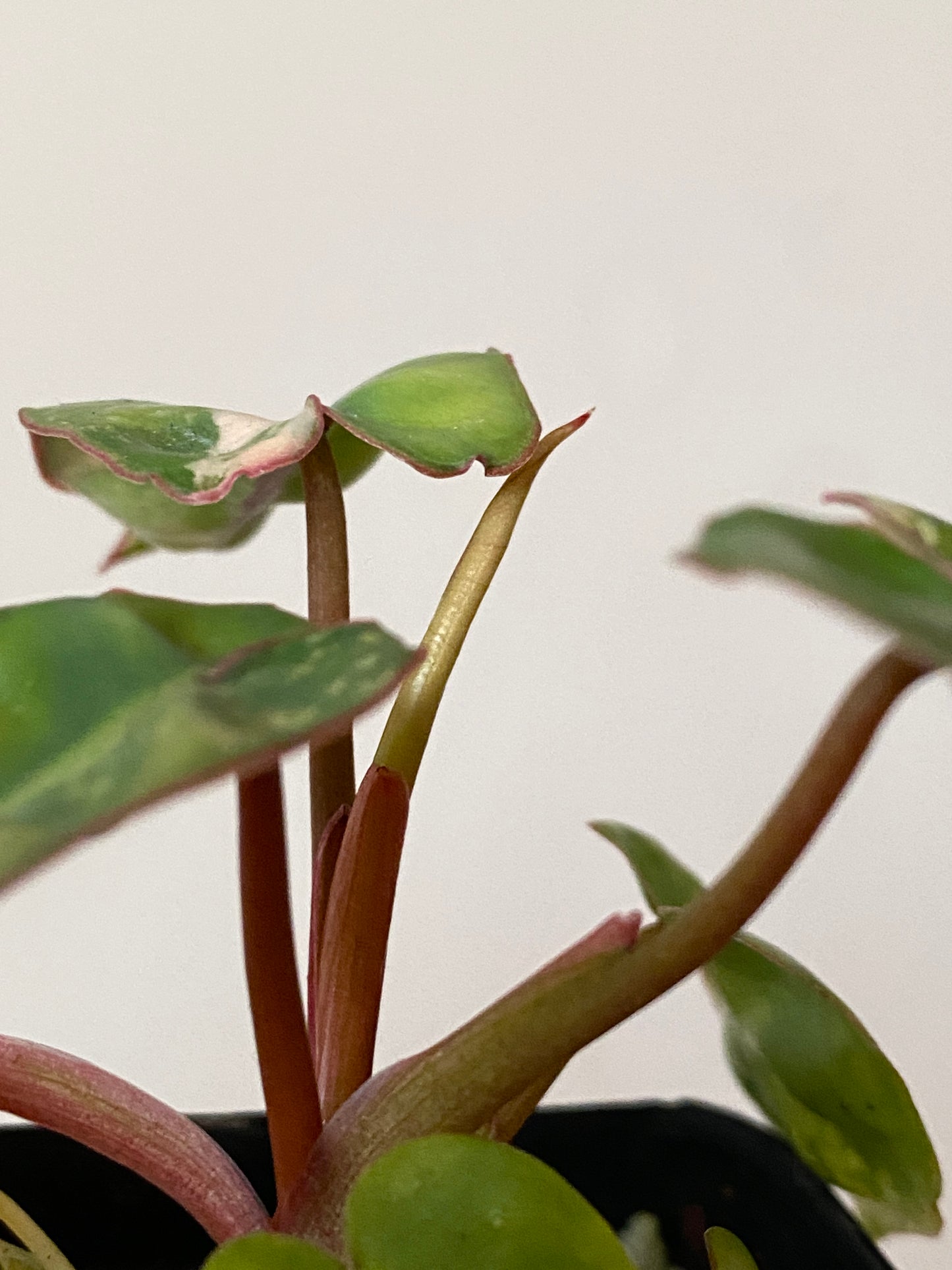 Philodendron Billietiae variegated | 7 cm pot