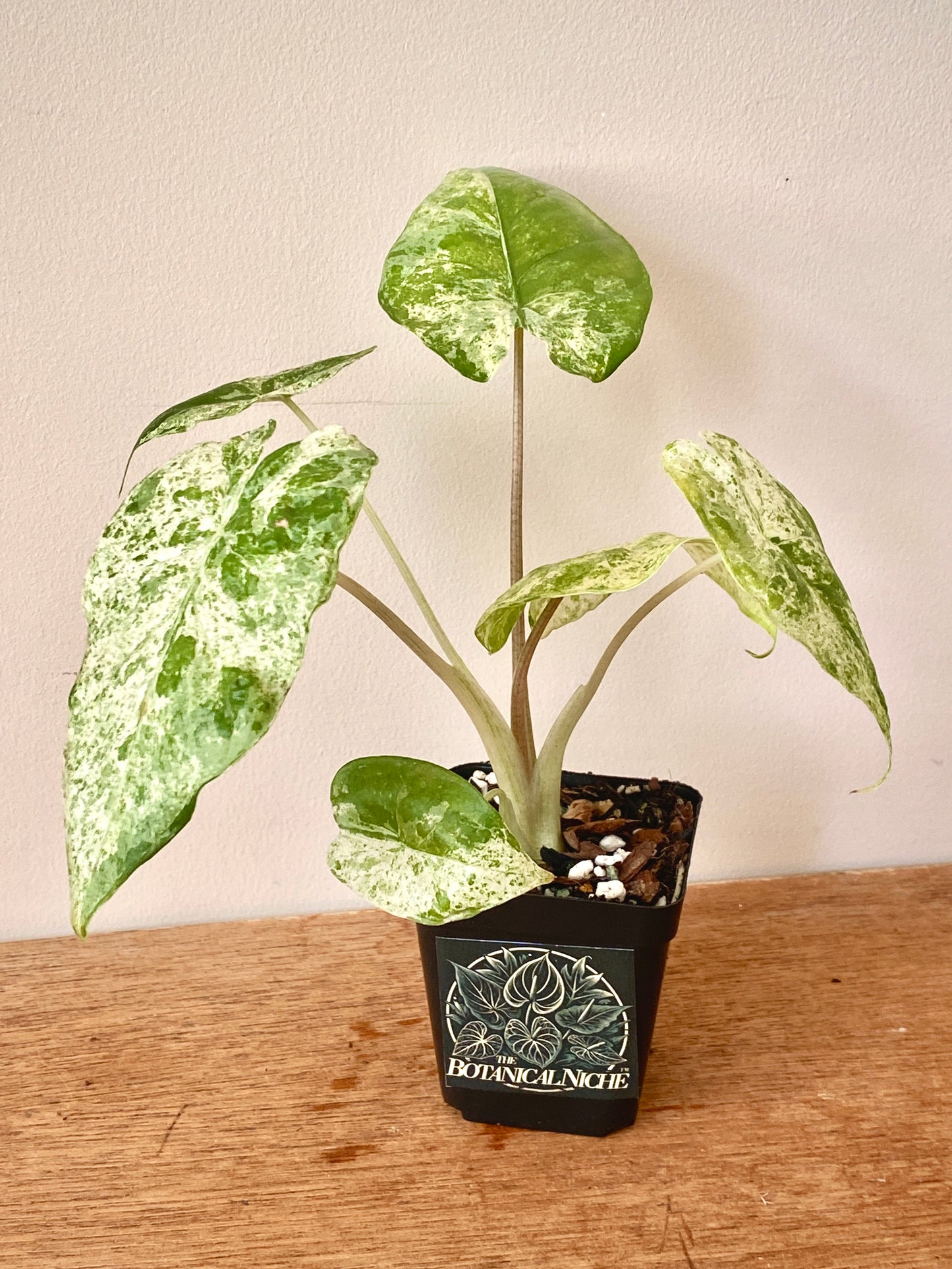 Alocasia Macrorrhizos Splash variegated | 7 cm pot