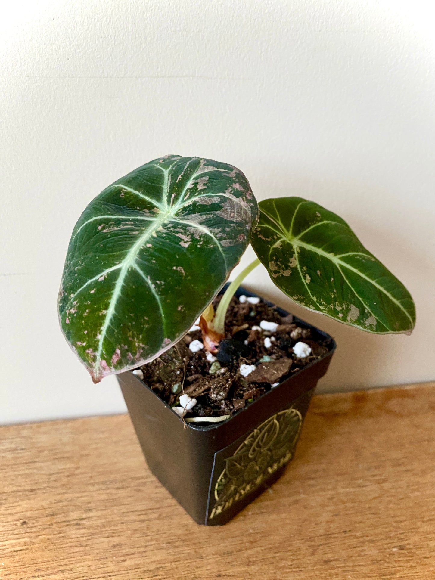 Alocasia Black Velvet Pink variegata | 7 cm pot (D)