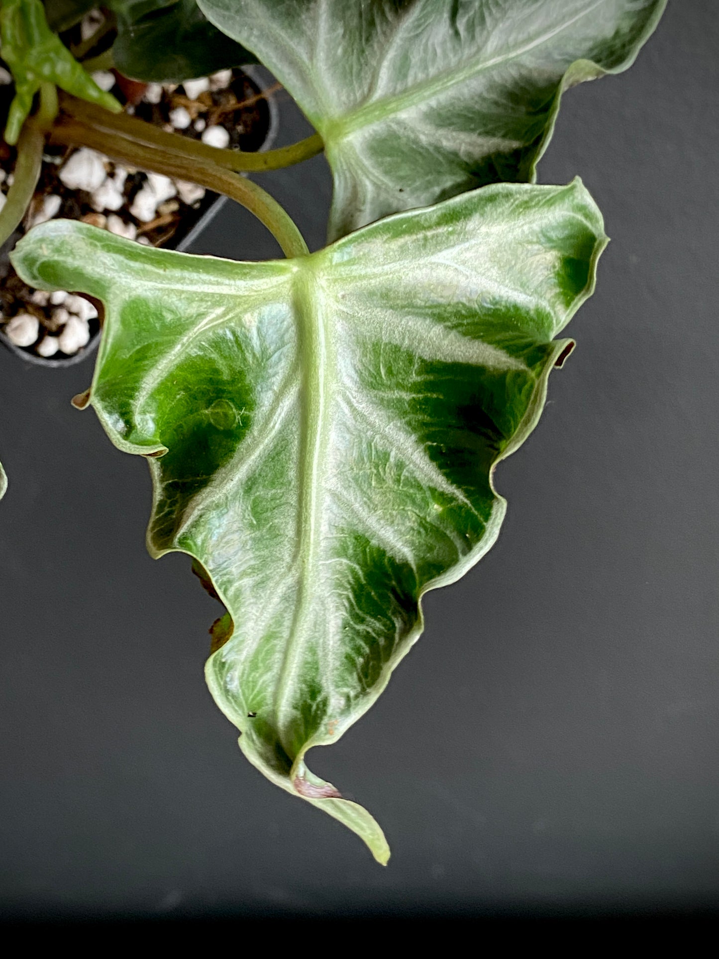 Alocasia Loco | 7 cm pot