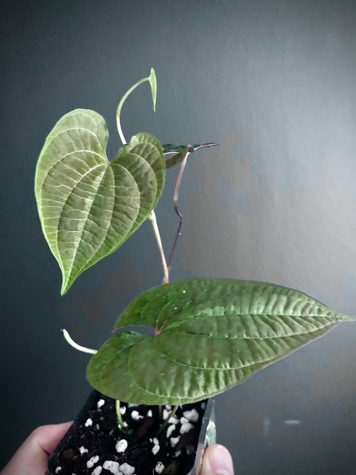 Dioscoria Discolor | 7 cm pot