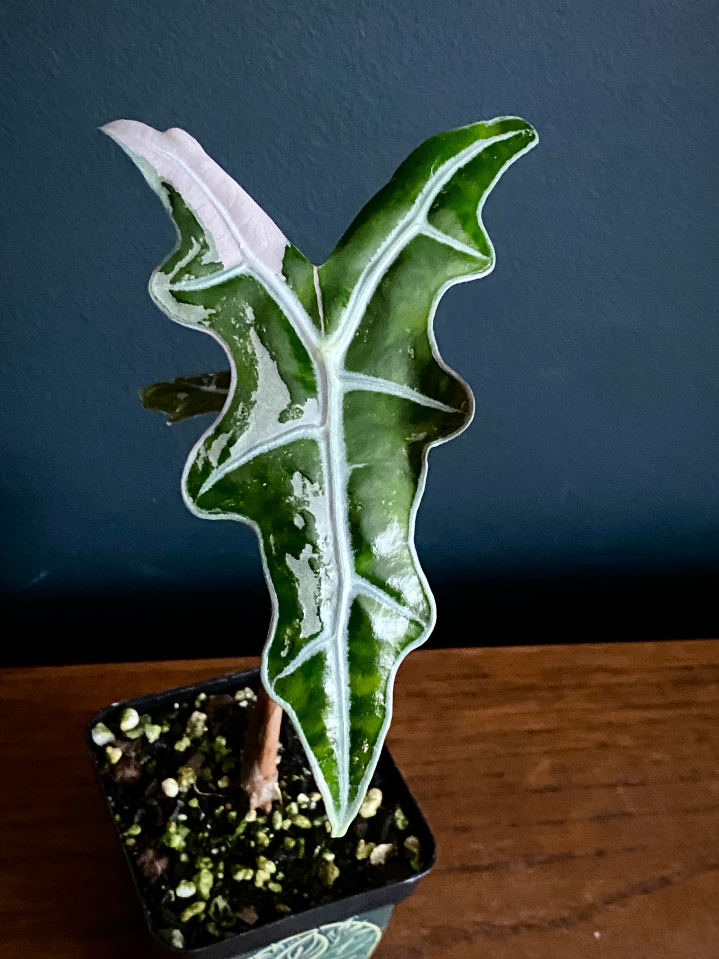 Alocasia Nobilis Pink variegata | 7 cm pot