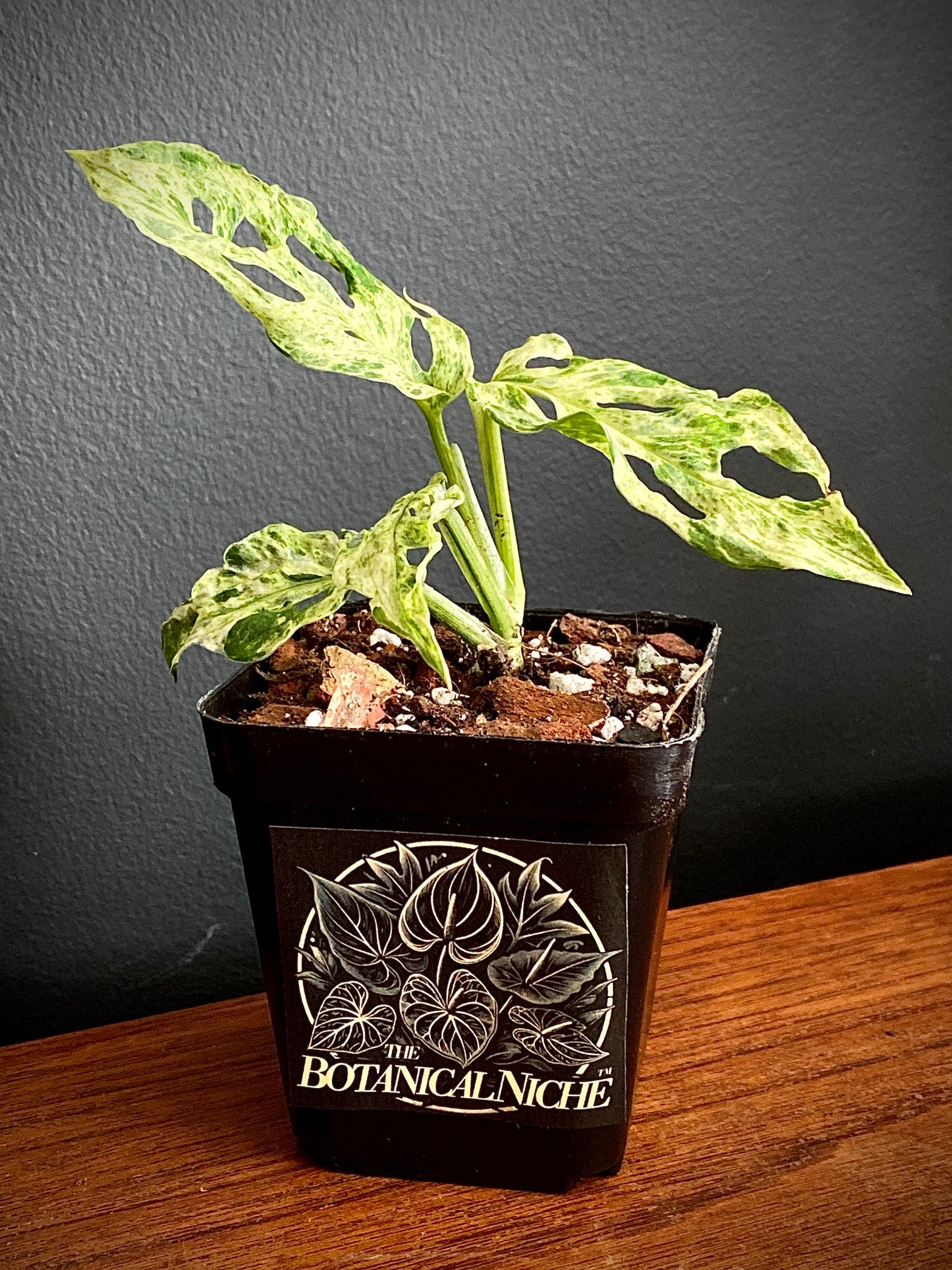 Monstera Adansonii var. laniata 'Frozen Freckles' |  7 cm pot
