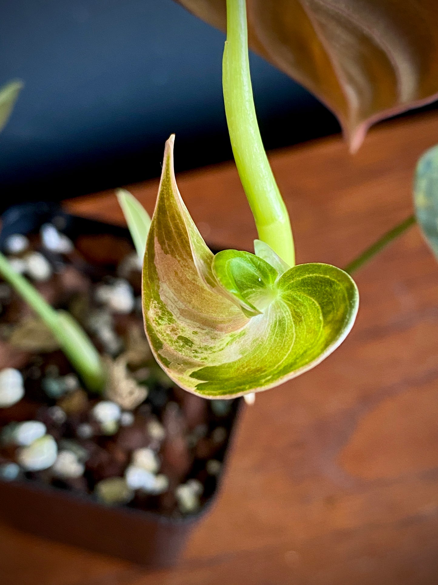 Philodendron Melanochrysum variegata | 7 cm pot (D)