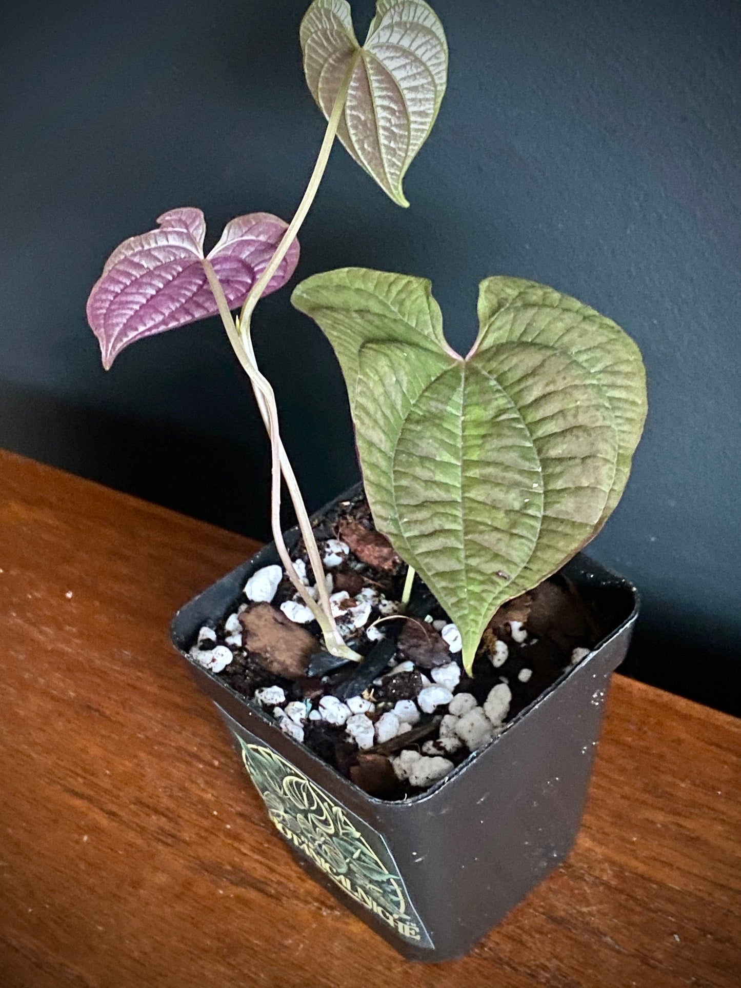 Dioscoria Discolor | 7 cm pot