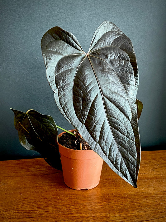 Anthurium Queen of Hearts | 12 cm pot (A)
