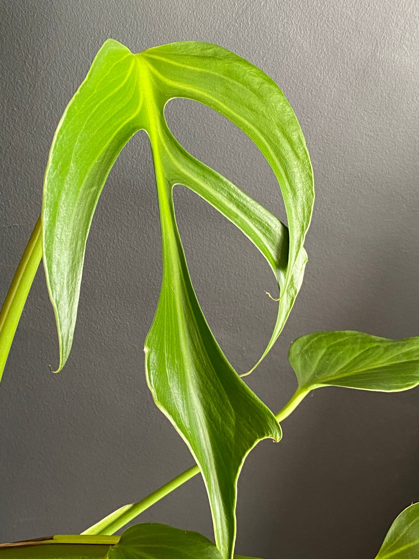 Monstera Burle Marx Flame | 15 cm pot (A)