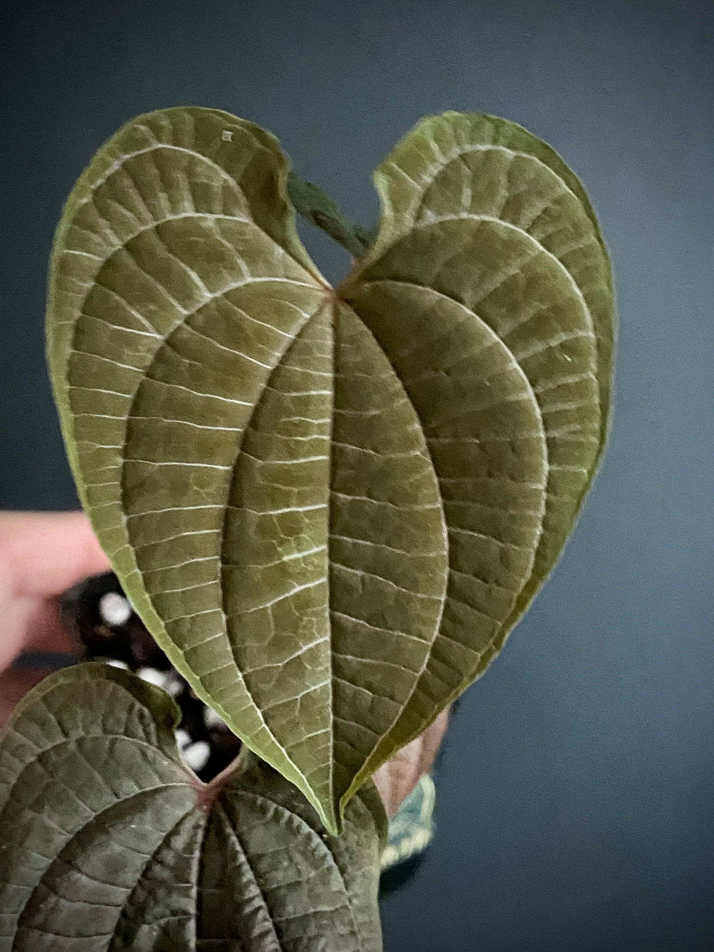 Dioscoria Discolor | 7 cm pot