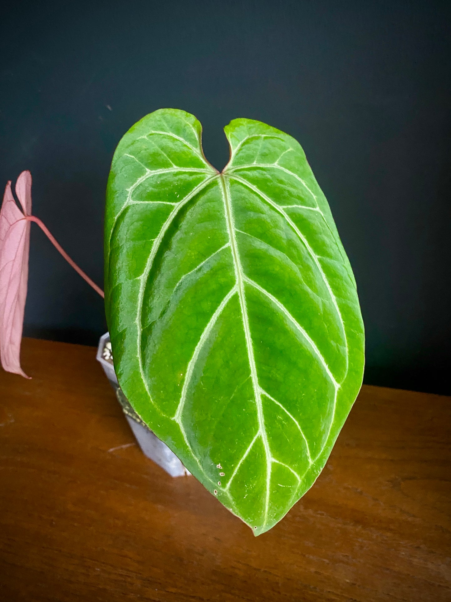 Anthurium Besseae X Magnificum | 9 cm pot