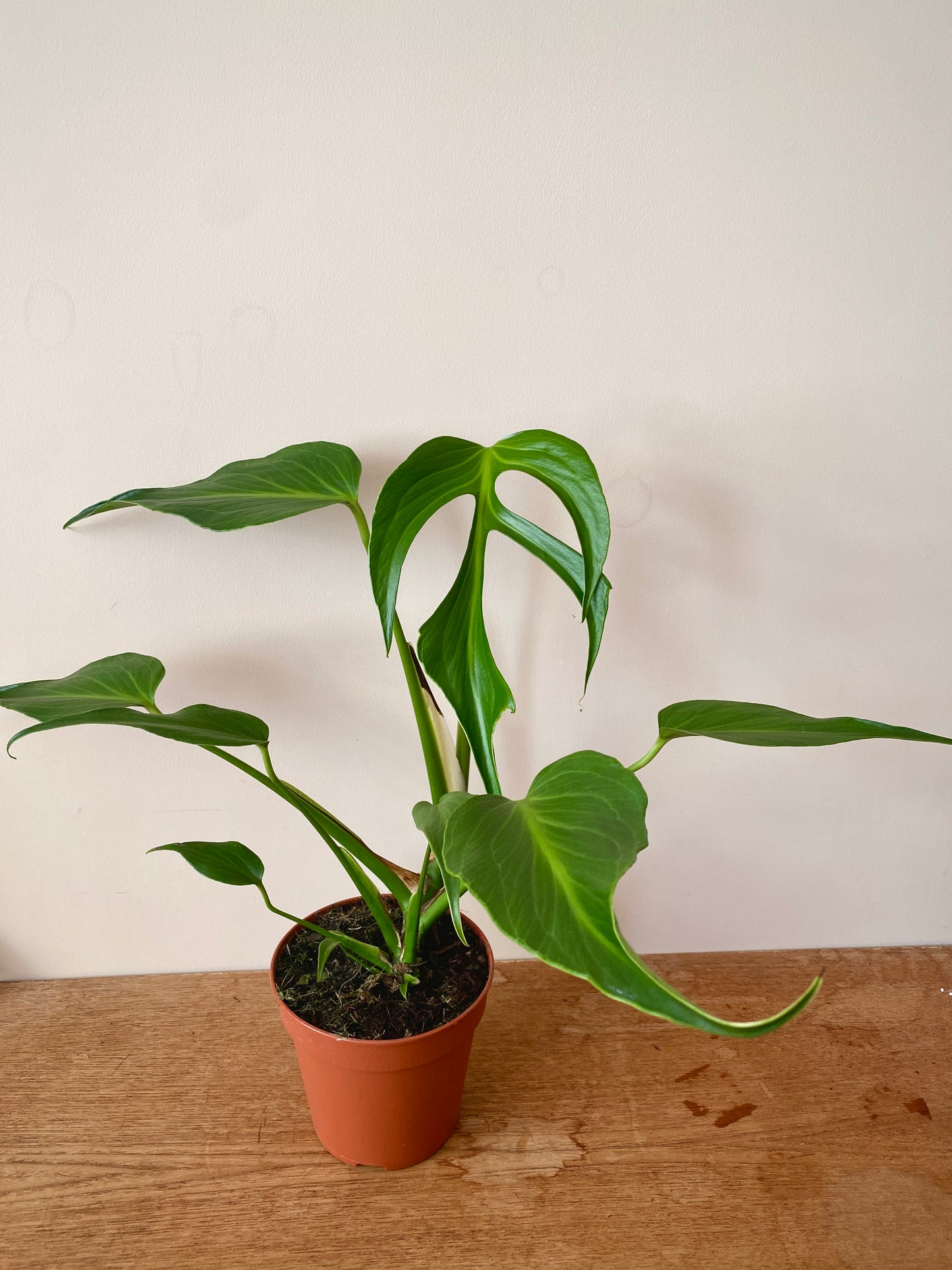 Monstera Burle Marx Flame | 15 cm pot (A)