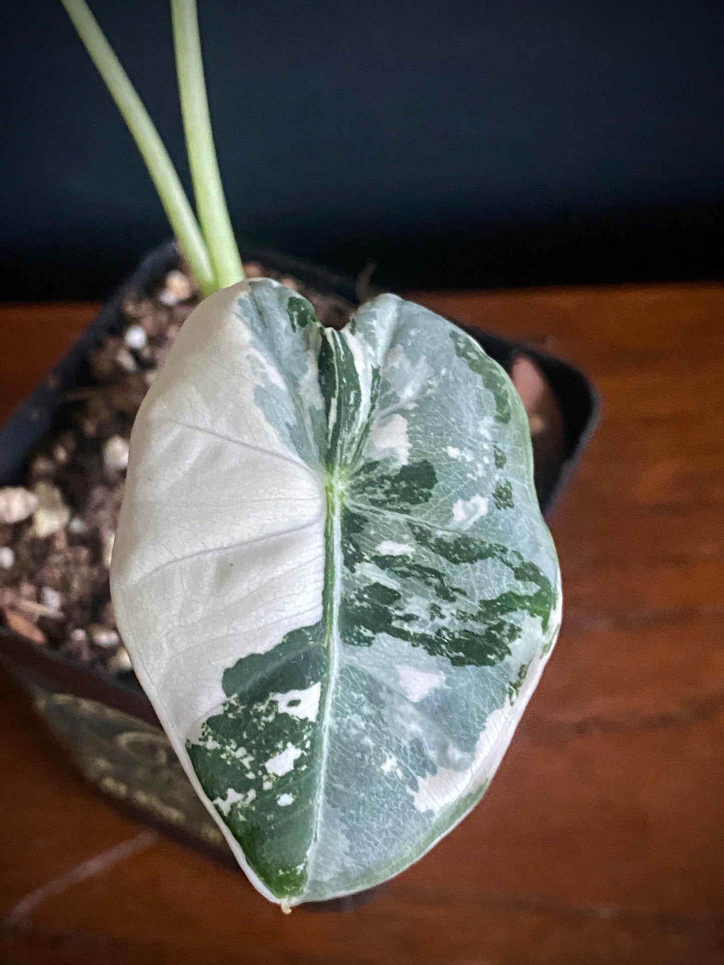Alocasia Frydek Albo variegated | 7 cm pot