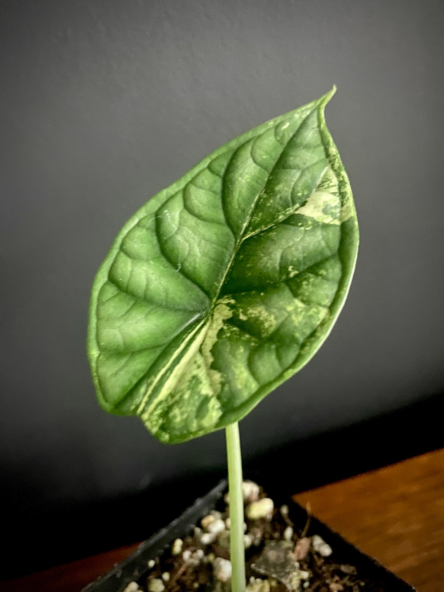 Alocasia Dragonscale Albo variegata | 7 cm pot (C)